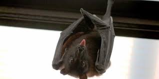 B & d pest solutions llc 4639 baumgartner rd st. Don T Live In A Haunted House Bat Removal Tips 24 7 Animal Pest Control Nearsay