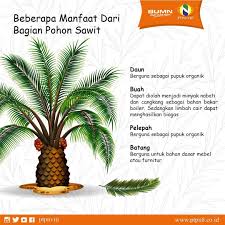 Perkebunan - Infografis beberapa manfaat dari bagian pohon sawit. . . #sawit #perkebunansawit #perkebunannusantara #ptpnviii #bumnhadiruntuknegeri #sahabatn8 | Facebook