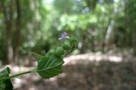 Image result for Priva curtisiae