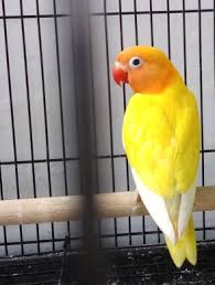 We did not find results for: Perbedaan Lovebird Pasjo Dan Paskun