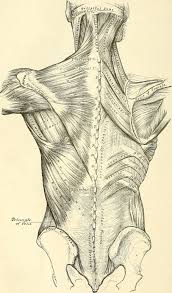 This article looks at the anatomy of the back, including bones, muscles, and nerves. Back Injury Wikipedia