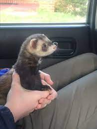 42 Ferretz Ideas Cute Ferrets Pet Ferret Ferret