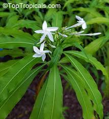 Image result for Alstonia venenata