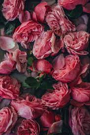 Pin By Ire On Widgets In 2021 Edible Roses Edible Rose Petals Rose Petal Jam