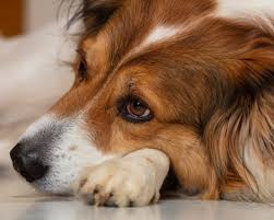 Myeloma is a type of cancer affecting white blood cells called plasma or b cells and because those originate directly from the bone marrow, this type of. Anemia In Dogs Symptoms Causes Treatment Flat Rock Vet Western Carolina Regional Animal Hospital Veterinary Emergency Hospital