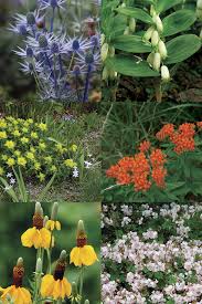 Mass planting and specimen planting for borders, rockeries and roadsides; Plants That Can Weather Winter S Worst Finegardening