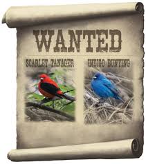 How to attract rare birds to your garden. Attract Indigo Buntings Scarlet Tanagers All Seasons Wild Bird Store