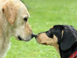 How Many Times Can A Male Dog Mate In A Day 2021 Mating Everyday