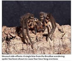 Media captionthe brazilian wandering spider's bite can lead to paralysis and death. Misleading Bite From Brazilian Spider Causes Four Hour Erection