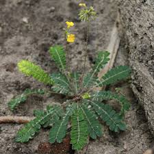 Image result for Biophytum