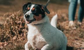 Learn vocabulary, terms and more with flashcards, games and other study tools. How To Help Your Dog Through Diabetes Kabo