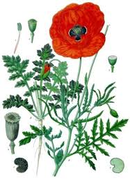 49 best photos wann mohn säen : Klatschmohn Kostbare Natur