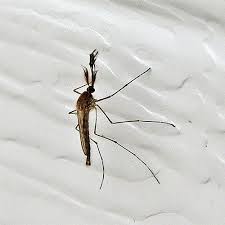 Midges are very small insects which bite. Midges Family Chironomidae Field Station