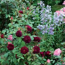 Munstead wood is certainly one of them, blooming in late october, and its foliage is absolutely clean, too. Munstead Wood Ausbernard David Austin Roses Australia