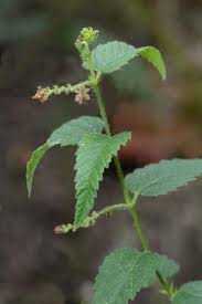 Image result for Tragia prostrata