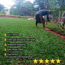 Harga jual rumput gajah mini rp. Rumput Gajah Mini Tukang Taman Pasang Rumput 1 Meter Shopee Indonesia