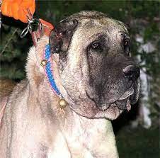 malakli ozellikleri malakli diger adlari ile aksaray malaklisi aksaray civarinda yoresel bir kelime olan malak dudak kangal dog large dog breeds big dogs
