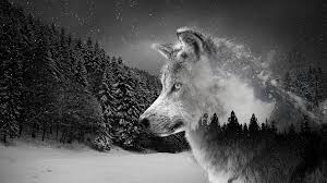 Each unsplash image was carefully curated and. Lone Wolf Wallpaper 3166275 Hd Wallpaper Backgrounds Download