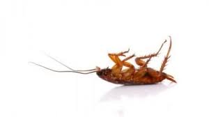 Under the sink is another giant dead cockroach. Safe Reliable Effective Pest Control Insect Control Best Pest Control Pest Control
