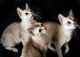 Resultado de imagem para gato singapura