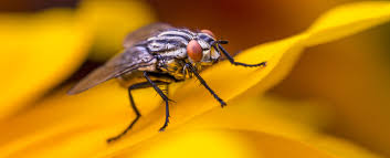 Make sure your thumb is moving along a curve. Fly Symbolism Dreams And Messages Spirit Animal Totems