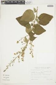 Image result for Wissadula