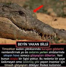 Ilgincccc Internetin Kalbi Bilgi Ilham Verici Sozler Psikolojik Gercekler