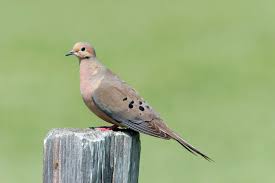 I had just sat down on the backyard swing and they swooped in. Know Your Doves Texas Parks Wildlife Department
