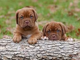 Dogue De Bordeaux Puppies Mastiff Puppies Bordeaux Dog Puppies