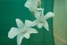 Orchid Plants Online Sale