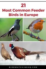 Birds Of Northern Illinois Identification 21 Most Common Feeder Birds In Europe Id Guide Bird Watching Hq In 2020 Common Birds Bird Watching Birds