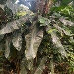 Image result for Palisota schweinfurthii