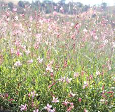 Gaura Lindheimeri Siskiyou Pink Gaura Fall Favorites Plants