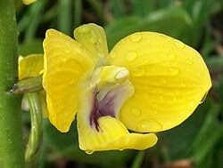 Image result for Eulophia hirschbergii