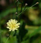 Image result for Launaea cornuta