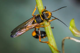 Image result for Scepocarpus