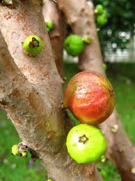 It is unusual in that its figs grow on or close to the tree trunk.in india the tree and its fruit are called gular in the north and atti in the south.the fruits are a favorite staple of the common indian. An Unusual Tree Called Jaboticaba On Which Fruit Grow Directly On The Trunk Grape Tree Unique Trees Tree