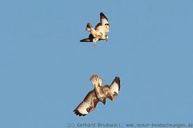 Nun seht selber den unterschied auf dem foto. Flugbilder Greifvogel Singvogel Enten Ganse Deutschland Natur Beobachtungen