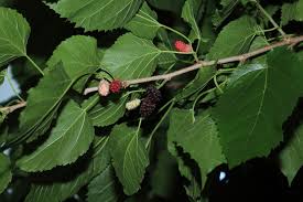 These will be your fruiting branches. Mulberries Fruit Farming In South Africa