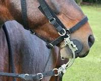 Cómo elegir correctamente un freno para caballo