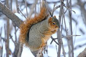 Image result for squirrel
