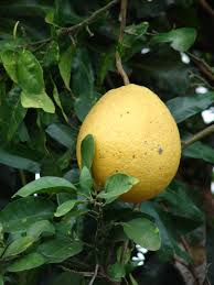 Pomelo (fruit of the species citrus maxima). Citrus Maxima Wikispecies
