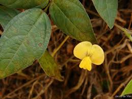 Image result for Vigna hosei