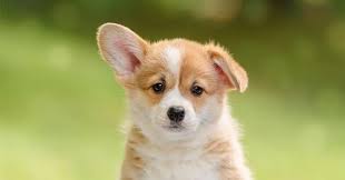 Why Does My Dog S Ear Stand Up Zooawesome