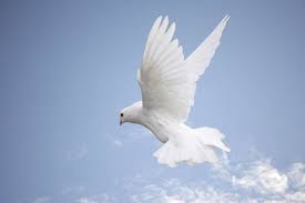 Blue Sky Birds Flying In The Sky Images Loss Of A Loved One Ways To Comfort The Bereaved Dove Pictures Holy Spirit Dove Holy Spirit Come