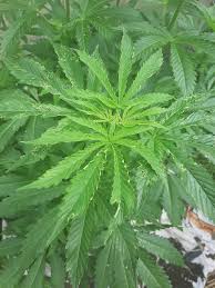 How to prevent mold from growing in soil. What Is Happening My Plant Is It Wind Burn Or Bugs More Info In Comments Cannabiscultivation