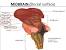 Tectum Sheep Brain
