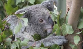 If this spirit animal is calling to you, it means that you are able to endure big emotional pressures. Koalas Top 10 Facts About The Australian National Symbol Express Co Uk