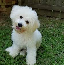 Pin By Patricia Stewart On Gabby S Bichon Frise Friends In 2020 Bichon Bichon Frise Furry Friend