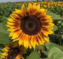 ProCut® Bi-Colour Sunflower Seeds